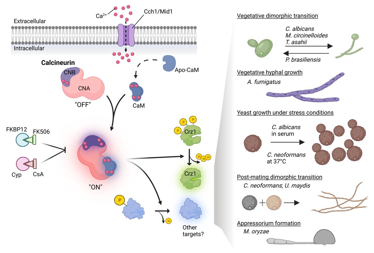 Heitman lab at Duke (@dukeheitman) on Twitter photo The latest <a href="/PLOSPathogens/">PLOS Pathogens</a> Pearls article by <a href="/VikasYadavSci/">Vikas Yadav</a> is now out. He reviews the essential roles of calcineurin in the virulence of #fungal pathogens of animals and plants and discusses what future studies should focus on to target this Achilles heel.
journals.plos.org/plospathogens/… The latest <a href="/PLOSPathogens/">PLOS Pathogens</a> Pearls article by <a href="/VikasYadavSci/">Vikas Yadav</a> is now out. He reviews the essential roles of calcineurin in the virulence of #fungal pathogens of animals and plants and discusses what future studies should focus on to target this Achilles heel.
journals.plos.org/plospathogens/…