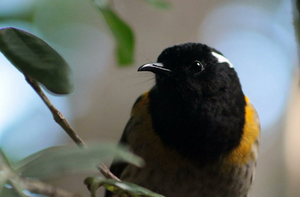 New in ME! 
In Aotearoa hihi, <a href="/VixFranks/">Vix Franks</a>, @P_Brekke &amp; <a href="/informedbirds/">Rose Thorogood</a> show how natal environments created by parents predict offspring behaviour. Young associate with nestbox neighbours irrespective of relatedness and more social with inbred fathers  
LINK onlinelibrary.wiley.com/doi/10.1111/me…