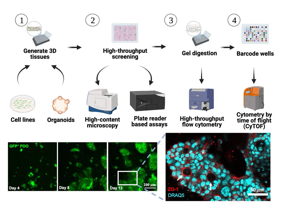 Check out our new paper with Jackson Lab <a href="/hartjackson/">Hartland Jackson</a> where we automate manufacturing of arrays of 100s of #organoid tissues and perform high-dimensional analysis of single cells.
#CyTOF @Opentrons
🔗 doi.org/10.1002/adhm.2…