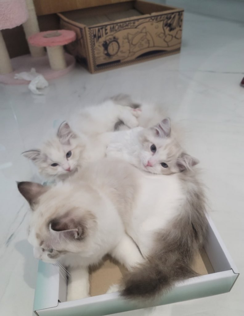 maleejamm's tweet photo. น้องลูน่าเกิดก่อนเด็กแฝดแค่16วันเอง แต่ตัวใหญ่กว่ามากกก ละ2เร้กนั่นก็ติดพี่จริง ซบเก่งได้คนเลี้ยงมาเต็มๆ สรุปลูน่าโตสุดในบ้าน โตกว่าปะป๊า555555 น่ารัก🥺😿🤏🏻 https://t.co/yW0X7R6RN2