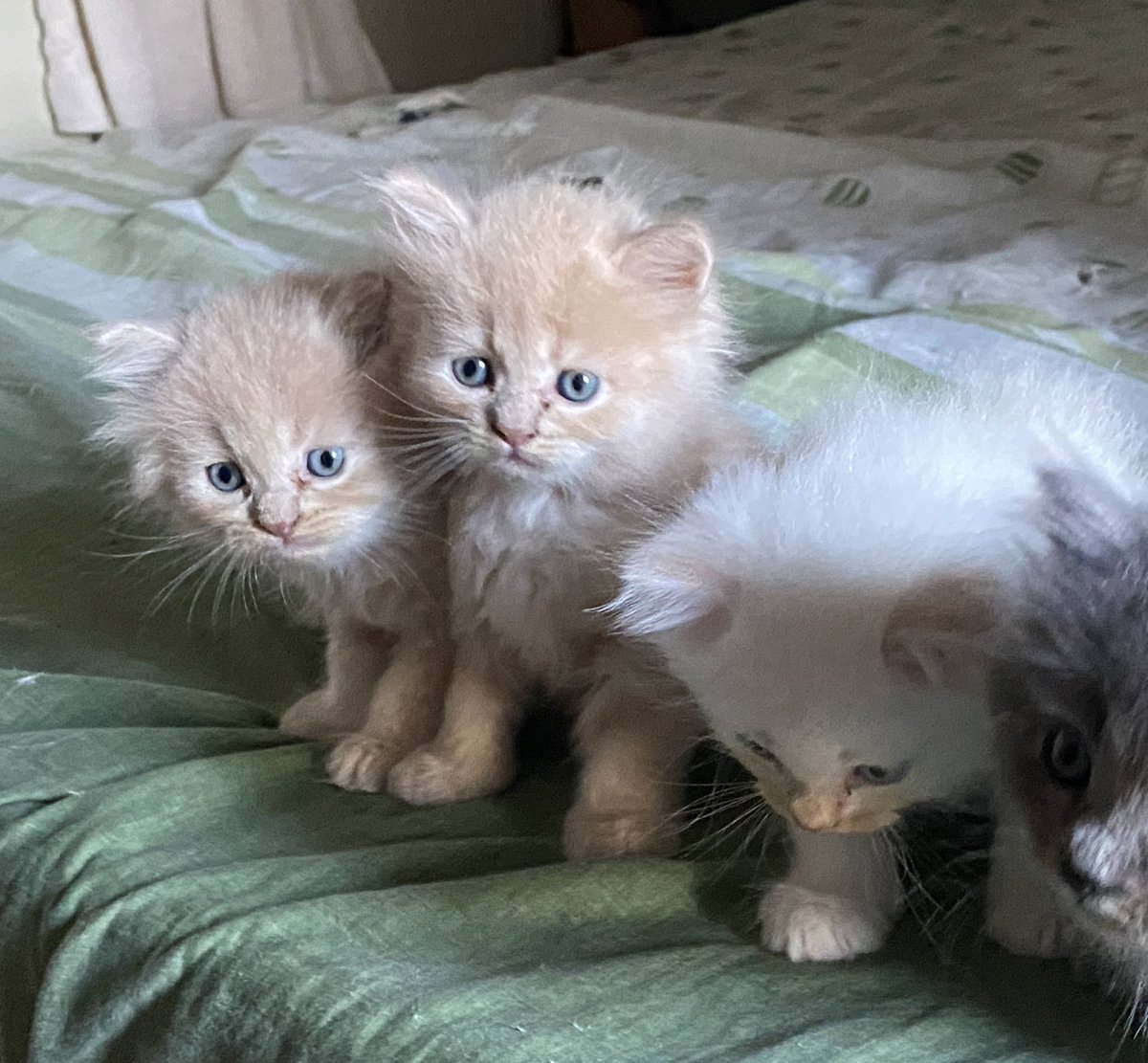 yoshdai's tweet photo. wts lfb ph cats pets for sale

4 rehoming !! 🐈 

mother: persian big bone
father: persian flat face

dob: may 26, 2023

2 males orange &amp; white
1 female orange

dewormed

potty trained &amp; wet/dry food

meetups only 
📍pasig mm
dm me for more info! https://t.co/ptCoLjsHqt