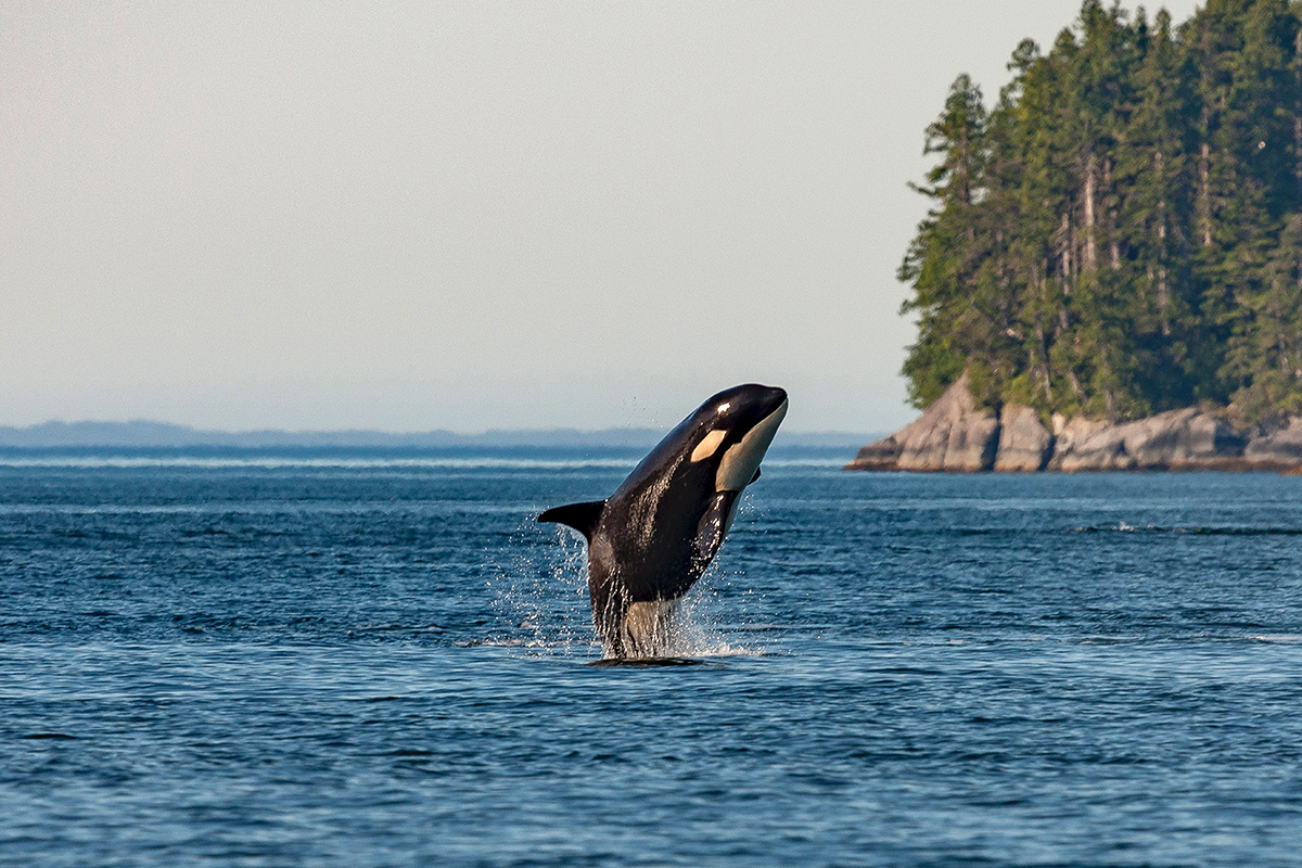AWIOnline's tweet photo. Today marks the start of #OrcaWeek—a time to celebrate orcas and raise awareness of the issues affecting these intelligent, majestic #marinemammals. We’ll be sharing information and events related to #orca welfare throughout the week—stay tuned! https://t.co/S9dWnJesVa