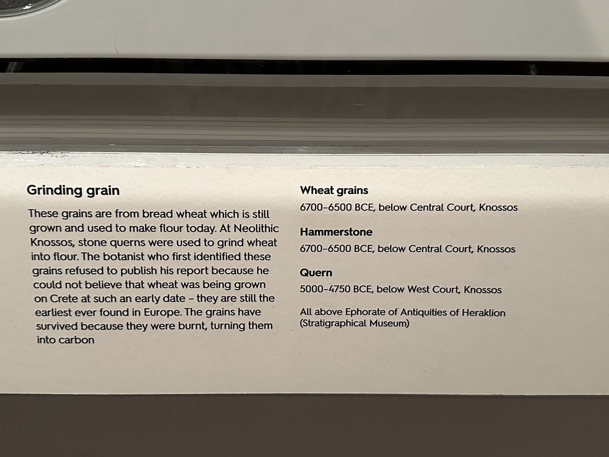 TinctureOfMuse's tweet image. Sometimes is is the simple things that blow your mind. Wheat grain from 6700-6500BCE @AshmoleanMuseum #LabyrinthAshmolean