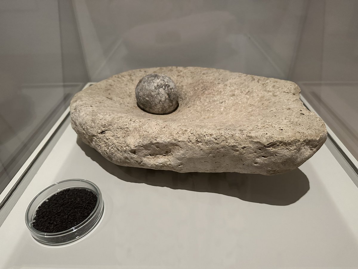 TinctureOfMuse's tweet image. Sometimes is is the simple things that blow your mind. Wheat grain from 6700-6500BCE @AshmoleanMuseum #LabyrinthAshmolean