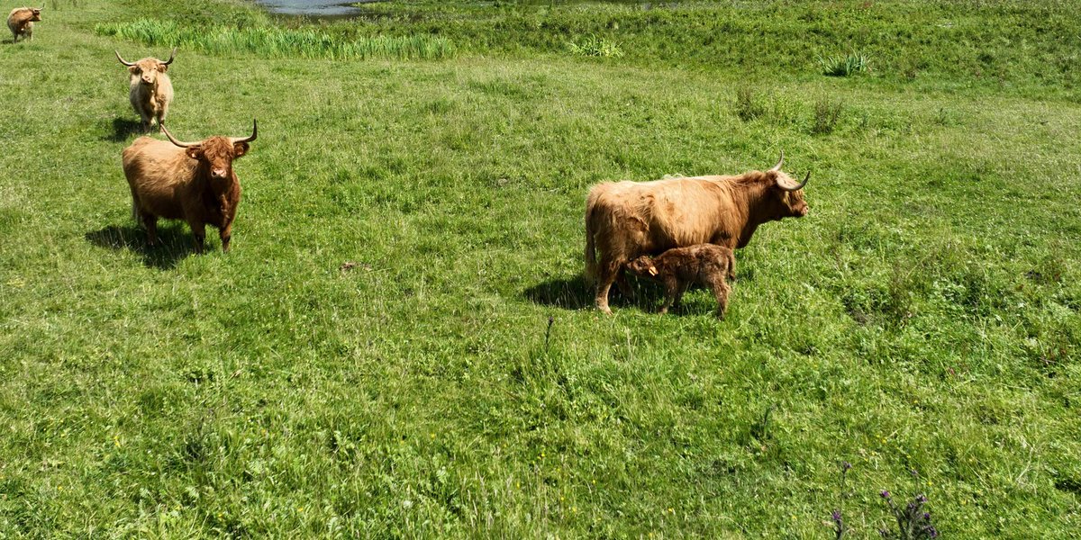 Zoom sur le cheptel de Highland Cattle : La petite Ulote est venue grossir les rangs du troupeau d'une soixantaine de Highland Cattle le 23 juin 2023.

bit.ly/43kk2Jk

#Milieuxnaturels #HautsdeFrance