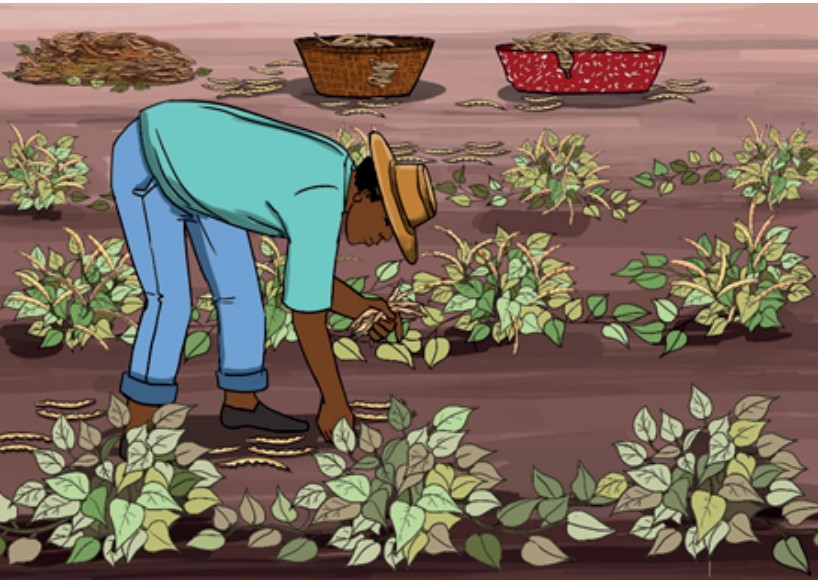 interreseaux's tweet image. Optimisez votre gestion post-récolte du niébé avec cette Boîte à Images de #Fert en partenariat avec #AGRIKOURA ! 🌱💪 Téléchargez-la dès maintenant pour des résultats réussis ! 📚😃 [irdev.org/44BDz97] #Agriculture #Niébé #GestionPostRécolte #Réussite