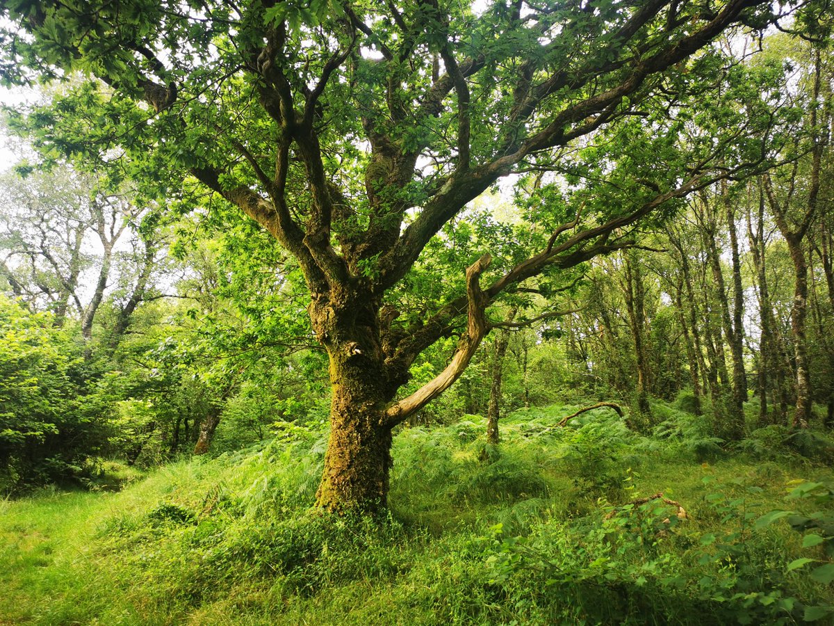 Rebecca Brown tweet media