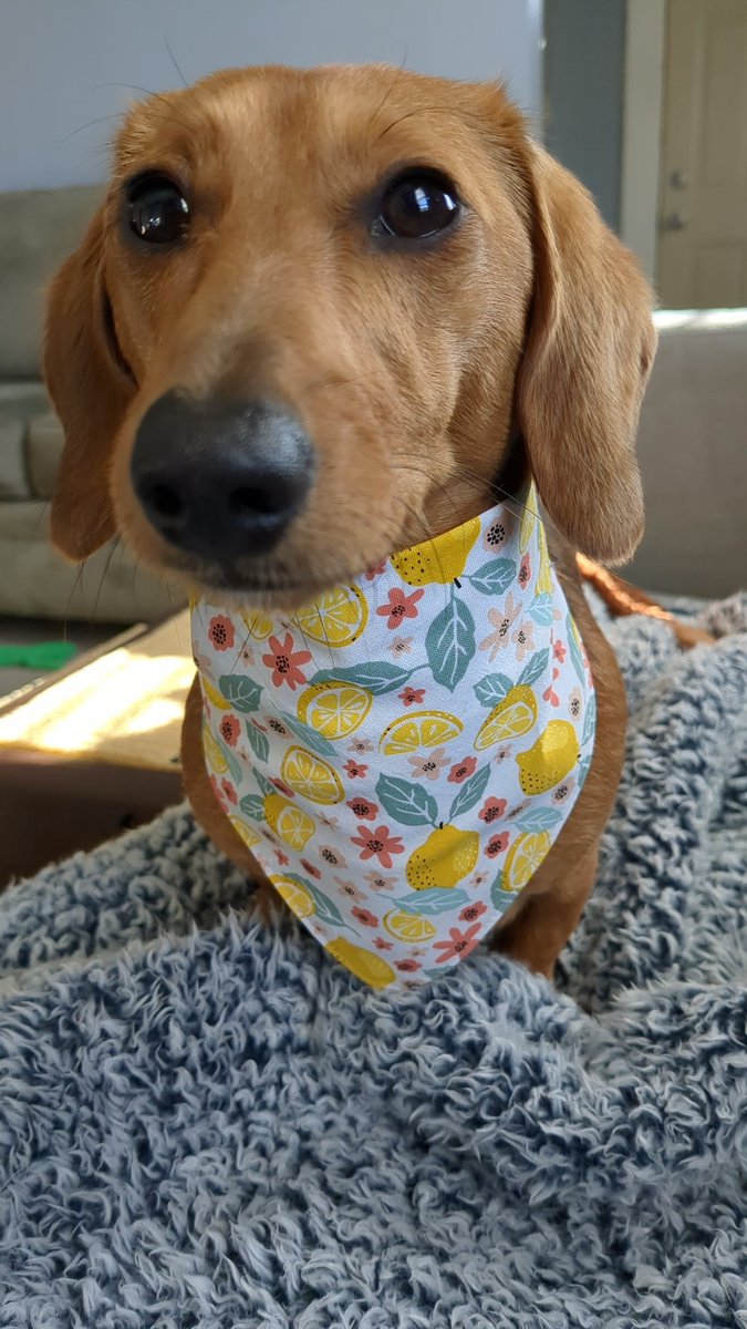 BlumenthalSteve's tweet photo. Happy one year anniversary of getting my dog Winnie! She completely runs my life now, she wakes up me too early everyday, steals my socks and blankets, and has no personal care when climbing over my body to get an extra better view out the window. Yet the best dog 100/10 https://t.co/57DzuIHrwe