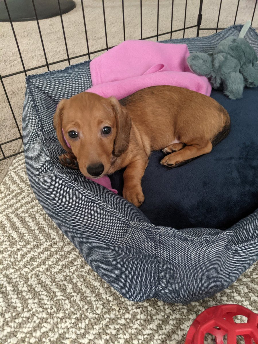 BlumenthalSteve's tweet photo. Happy one year anniversary of getting my dog Winnie! She completely runs my life now, she wakes up me too early everyday, steals my socks and blankets, and has no personal care when climbing over my body to get an extra better view out the window. Yet the best dog 100/10 https://t.co/57DzuIHrwe