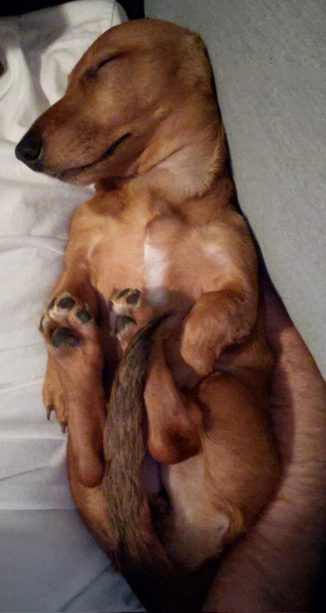 BlumenthalSteve's tweet photo. Happy one year anniversary of getting my dog Winnie! She completely runs my life now, she wakes up me too early everyday, steals my socks and blankets, and has no personal care when climbing over my body to get an extra better view out the window. Yet the best dog 100/10 https://t.co/57DzuIHrwe