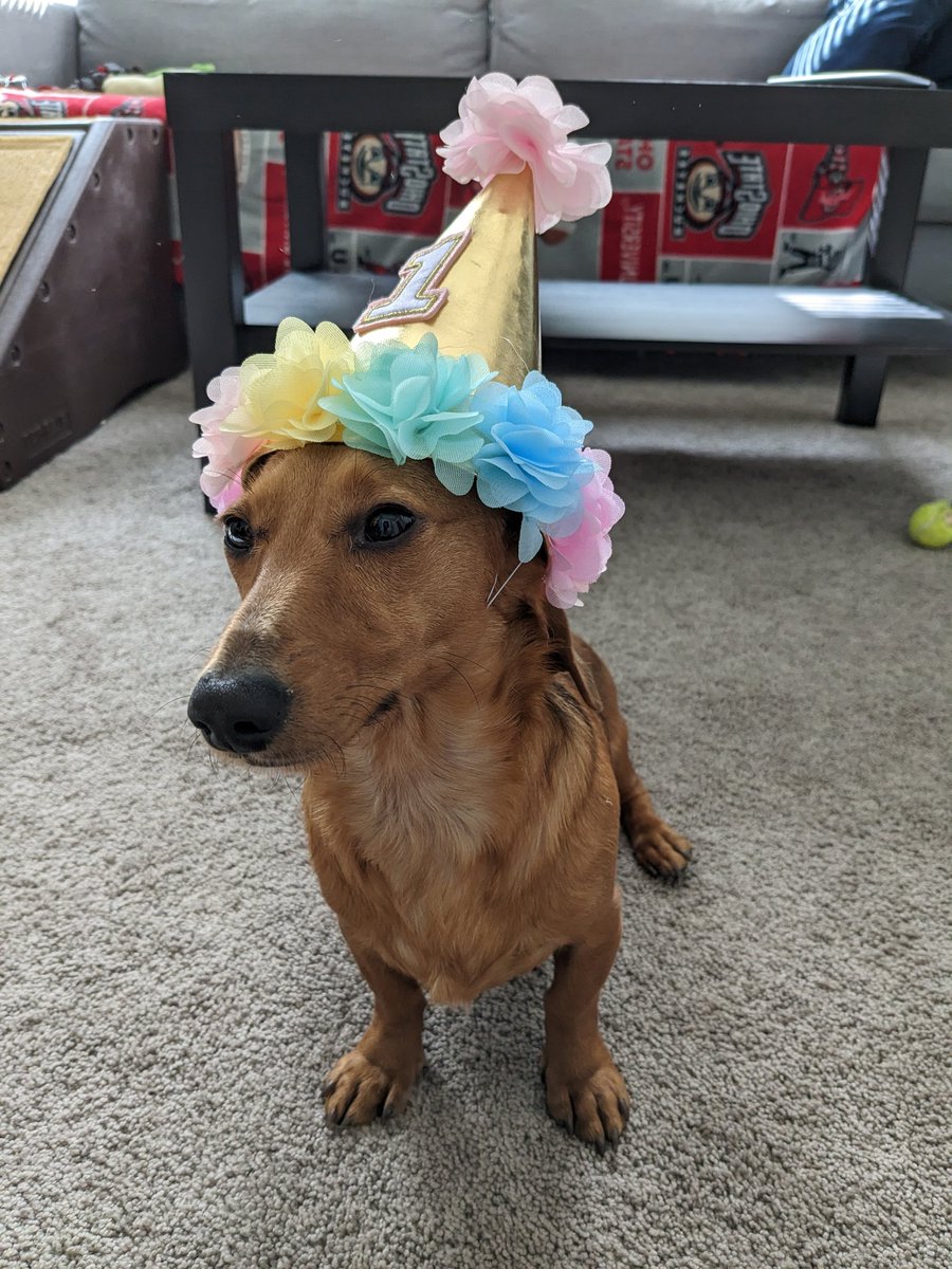 BlumenthalSteve's tweet photo. Happy one year anniversary of getting my dog Winnie! She completely runs my life now, she wakes up me too early everyday, steals my socks and blankets, and has no personal care when climbing over my body to get an extra better view out the window. Yet the best dog 100/10 https://t.co/57DzuIHrwe