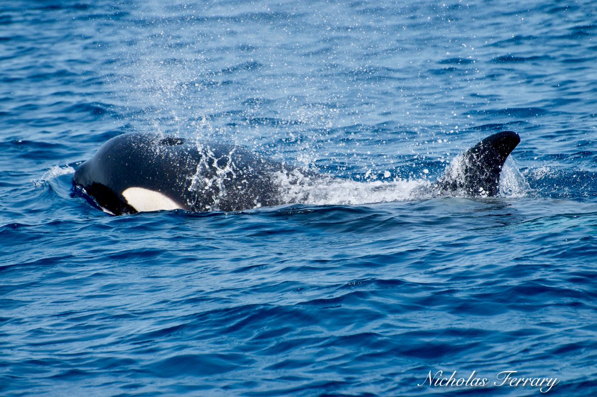 One of the Orcas from the famous pod making the news these days.