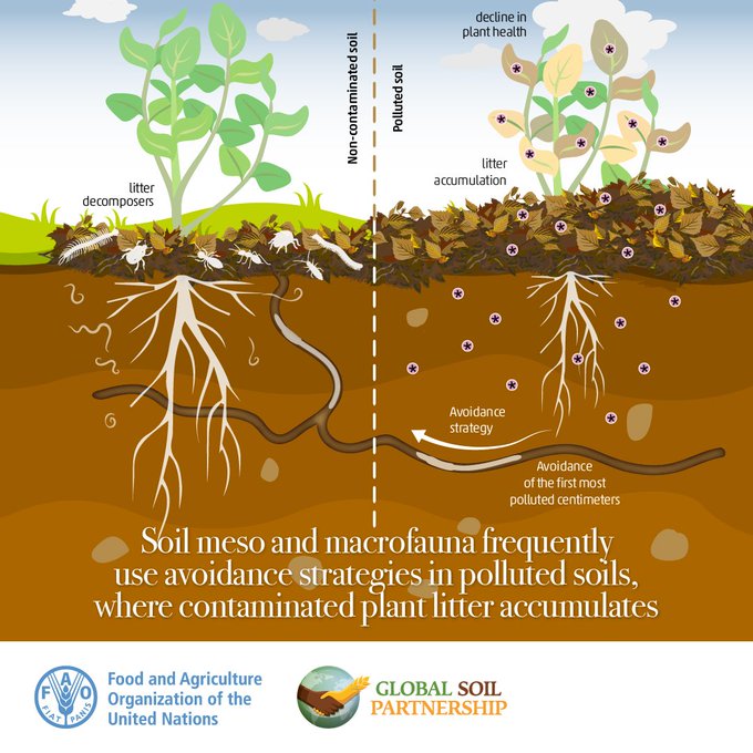 Let's stop #SoilPollution from destroying our precious #Soils. Adopt #SustainableSoilManagement practices and recognize the importance of our 🌍 #SoilHealth #SoilBiodiversity 📚Read more on the Global assessment of soil pollution doi.org/10.4060/cb4827… Via @FAOLandWater