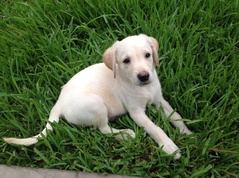 leah_domangue's tweet photo. Wishing a Happy 9th Birthday to the world’s greatest dog, Sam!!! #britishlab #clickclack @b_domangue https://t.co/bDkefUPiFR