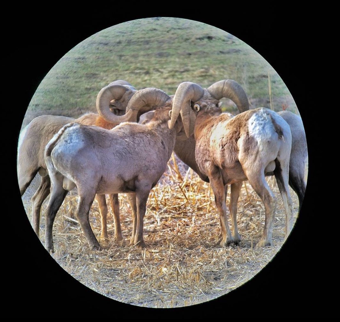 OKWildlifeDept's tweet photo. the first rule of ram fight club is we do not talk about ram fight club https://t.co/3jrWTyVnSS