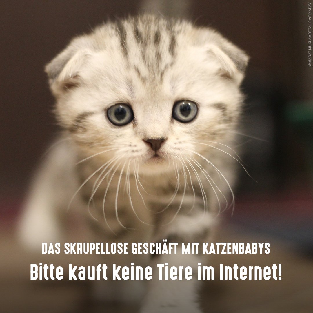 Taylor Swift zeigt sie ihren Mio. Followern, Claudia Schiffer macht ihre  zum Filmstar. Scottish Fold Katzen sind im Trend 🐱. Hinter den gefalteten  Ohren steckt aber eine schwere, nicht-heilbare Erbkrankheit, die das, image size:1080x1080