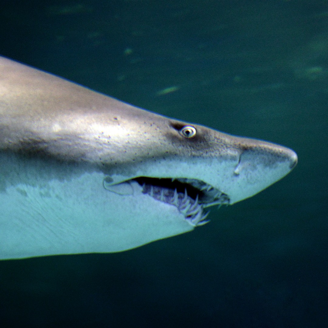 Guess what week it is... here's a hint 🦈 🦈 🦈  #SHARKWEEK 

📸  Stephanie McQuade/Exhibits Technician