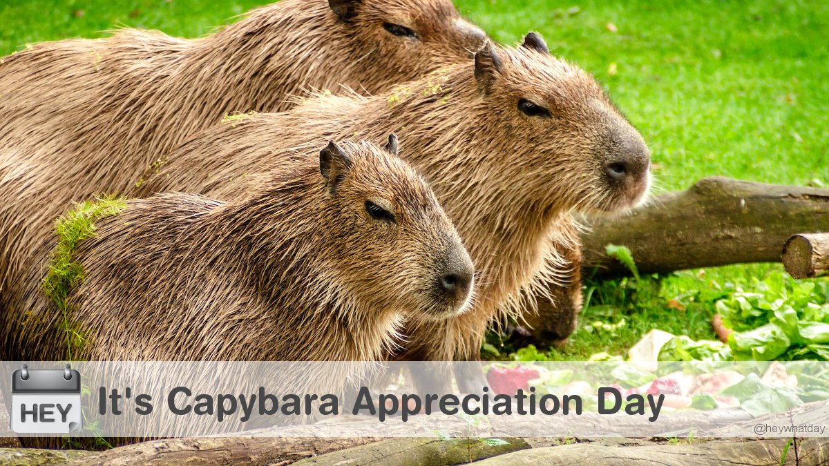HeyWhatDay's tweet photo. It's Capybara Appreciation Day!
#CapybaraAppreciationDay #NationalCapybaraDay #CaplinDay https://t.co/CzrmQY4VS2