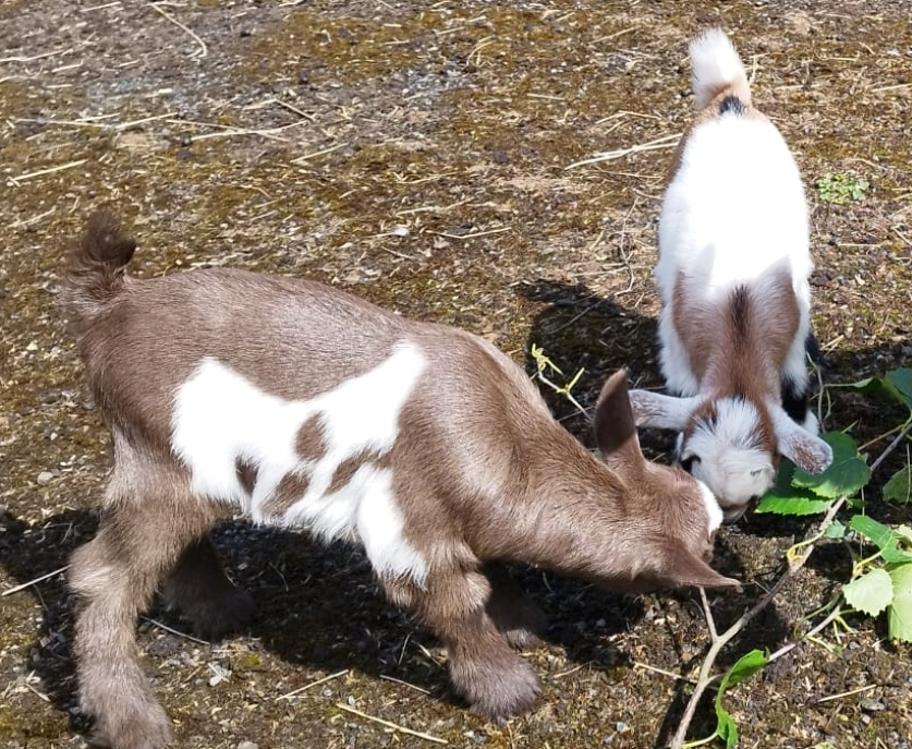 Two beautiful Kid Goats were stolen from the Mount Sackville Convent barn late last night. They are only two weeks old and they still need their mum's milk and nurturing care. Let's try to reunite them with their mum!