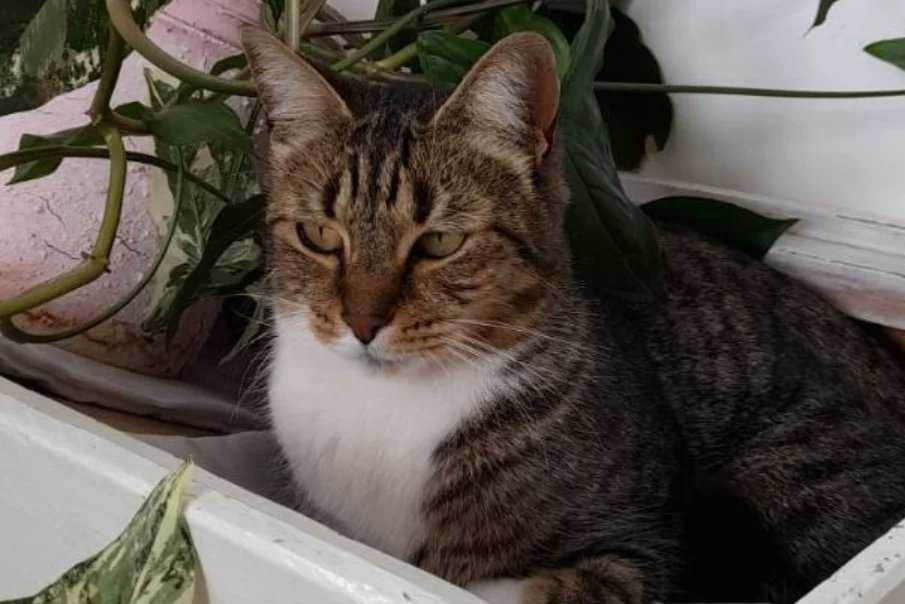 embroideryhands's tweet photo. 🐾Llaverito mascota ovalado mediano de 3x4,5cm en fibrofácil😸🐾
✨¿Qué esperas para tener el tuyo?Hacé tu consulta sin compromiso! ☺️
📝Recordá que para hacer tu pedido, debes hacerlo con tiempo de anticipación 
Envíos a todo el país 🇦🇷 mediante Correo Argentino
💖Buen Lunes💖 https://t.co/7fDkCGKDgw