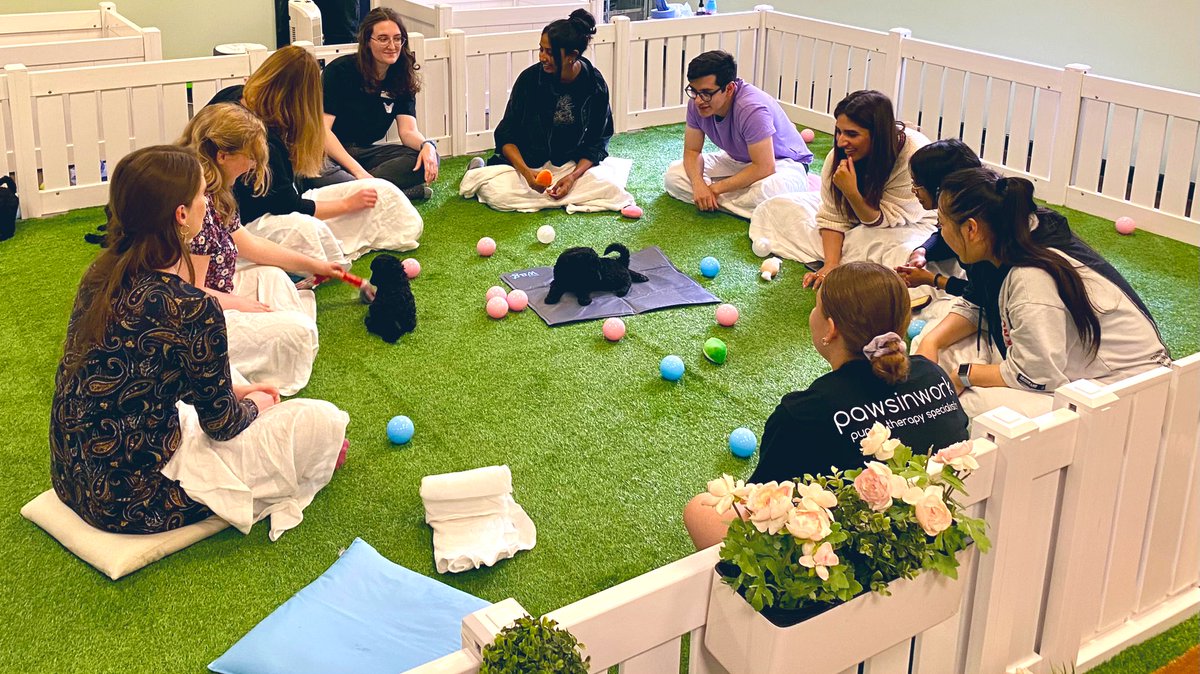 🐶What better way to beat the Monday blues and support the #wellbeing of our hard-working BCI staff than with Puppy Therapy! Thank you @pawsinwork for joining us today and letting us unwind with your adorable pups🐾 And thanks to the BCI social committee for organising!