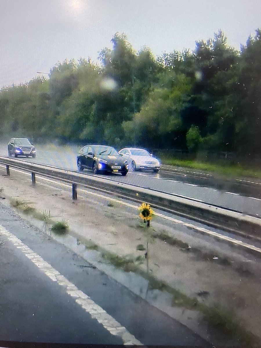 LukeAM2006's tweet photo. Sunflower in the middle of the M66 motorway near junction 4 Simister. Little bit of colour to brighten up the dull grey motorway @MENnewsdesk @HighwaysNWEST @BuryTimes https://t.co/1VNOhBevGj