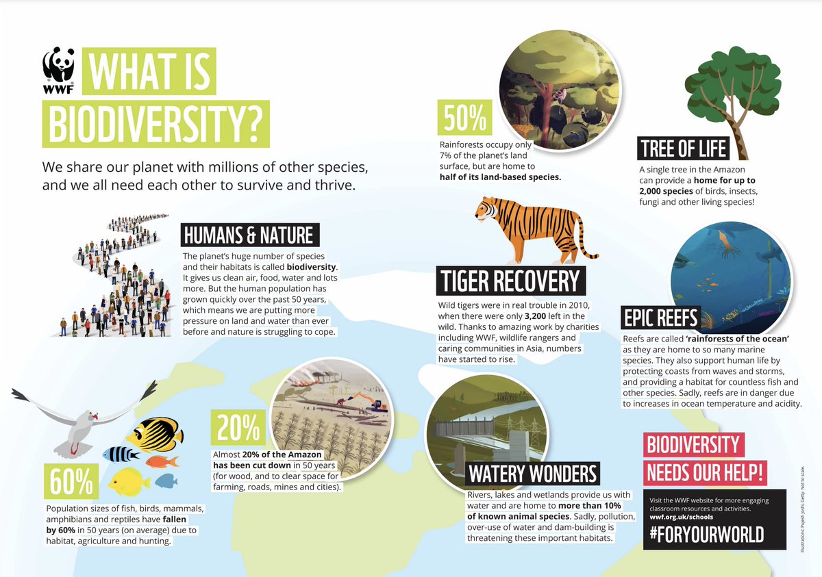 Ever wondered what #biodiversity really is? This amazing infographic from <a href="/WWF/">WWF</a> explains what it is &amp; its importance!

Let's #BuildBackBiodiversity 🌍🦁🐝🌳

Via <a href="/WWF/">WWF</a> <a href="/wwf_uk/">WWF UK</a>