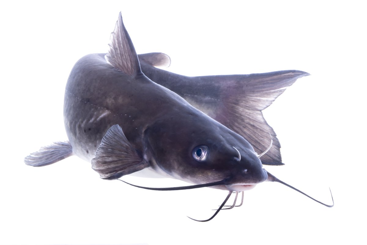 American Fisheries Society (@amfisheriessoc) on Twitter photo New in NAJA <a href="/msstate_vetmed/">MSSTATE VETMED</a> <a href="/MSU_AG/">MSU CALS/MAFES</a> <a href="/ugavetmed/">UGA College of Veterinary Medicine</a> examine if continuous monoculture of hybrid catfish suppressed myxozoan abundance in pond systems compared to Channel Catfish monoculture. Is this the answer to avoiding catastrophic loss? 📸SamStukel <a href="/USFWS/">U.S. Fish and Wildlife Service</a> bit.ly/46AndiJ New in NAJA <a href="/msstate_vetmed/">MSSTATE VETMED</a> <a href="/MSU_AG/">MSU CALS/MAFES</a> <a href="/ugavetmed/">UGA College of Veterinary Medicine</a> examine if continuous monoculture of hybrid catfish suppressed myxozoan abundance in pond systems compared to Channel Catfish monoculture. Is this the answer to avoiding catastrophic loss? 📸SamStukel <a href="/USFWS/">U.S. Fish and Wildlife Service</a> bit.ly/46AndiJ