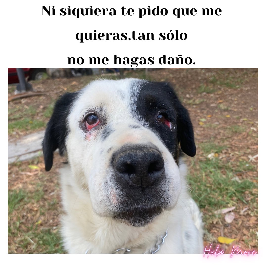 Ya no les hagan daño 😞
La violencia tiene que parar,ningún ser vivo merece ser golpeado o asesinado.