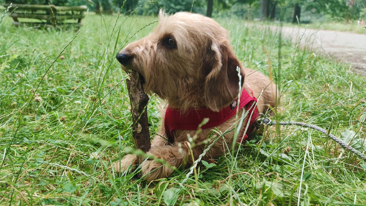 ian_dachs's tweet photo. Dneska ráno jsme i lehounce zmokli.
🐕❤️🐕 #Tonda & #Matej #Merle #Wirehaired #Smoothhaired #Dachshund #Wiener #Family #Members #BestFriend #Bestevenn #SausageDog #InstaWiener #InstaDog #ILoveIt #JegElskerDet #LovingDog #My #FantasticBeasts https://t.co/vyw6deR99c