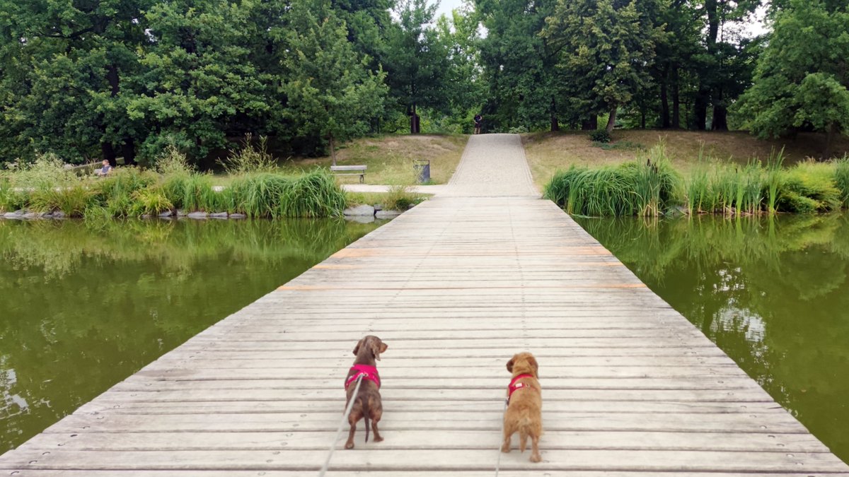 ian_dachs's tweet photo. Dneska ráno jsme i lehounce zmokli.
🐕❤️🐕 #Tonda & #Matej #Merle #Wirehaired #Smoothhaired #Dachshund #Wiener #Family #Members #BestFriend #Bestevenn #SausageDog #InstaWiener #InstaDog #ILoveIt #JegElskerDet #LovingDog #My #FantasticBeasts https://t.co/vyw6deR99c