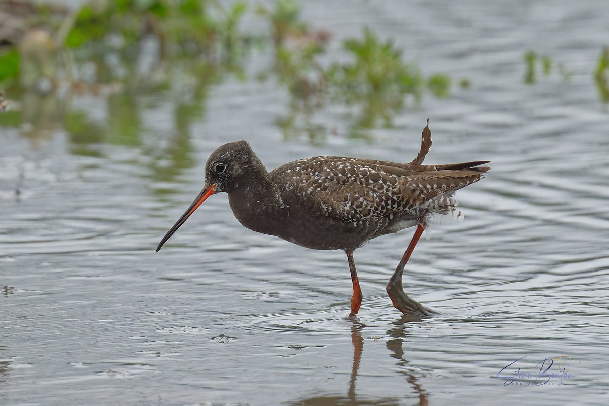 From a cracking recent visit to Slimbridge , Spotted Redshank, Green Sandpiper, Little Ringed Plover and a feisty Avocet who was taking no nonsense from the Gulls @Natures_Voice @BirdWatchingMag @WWTSlimbridge @BBCSpringwatch