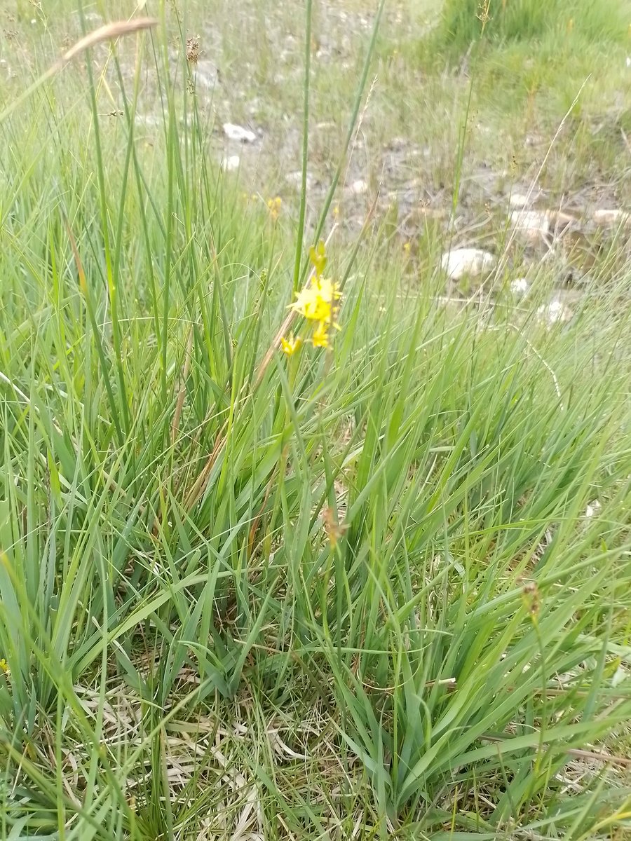 greenbelt67's tweet photo. Bog asphodel in Langstrath, Cumbria @Love_plants @theNPMS #cumbria #wildflowers #bogplants #lakedistrict #langstrath #borrowdale @wildflower_hour https://t.co/a3m4mS1vJ6