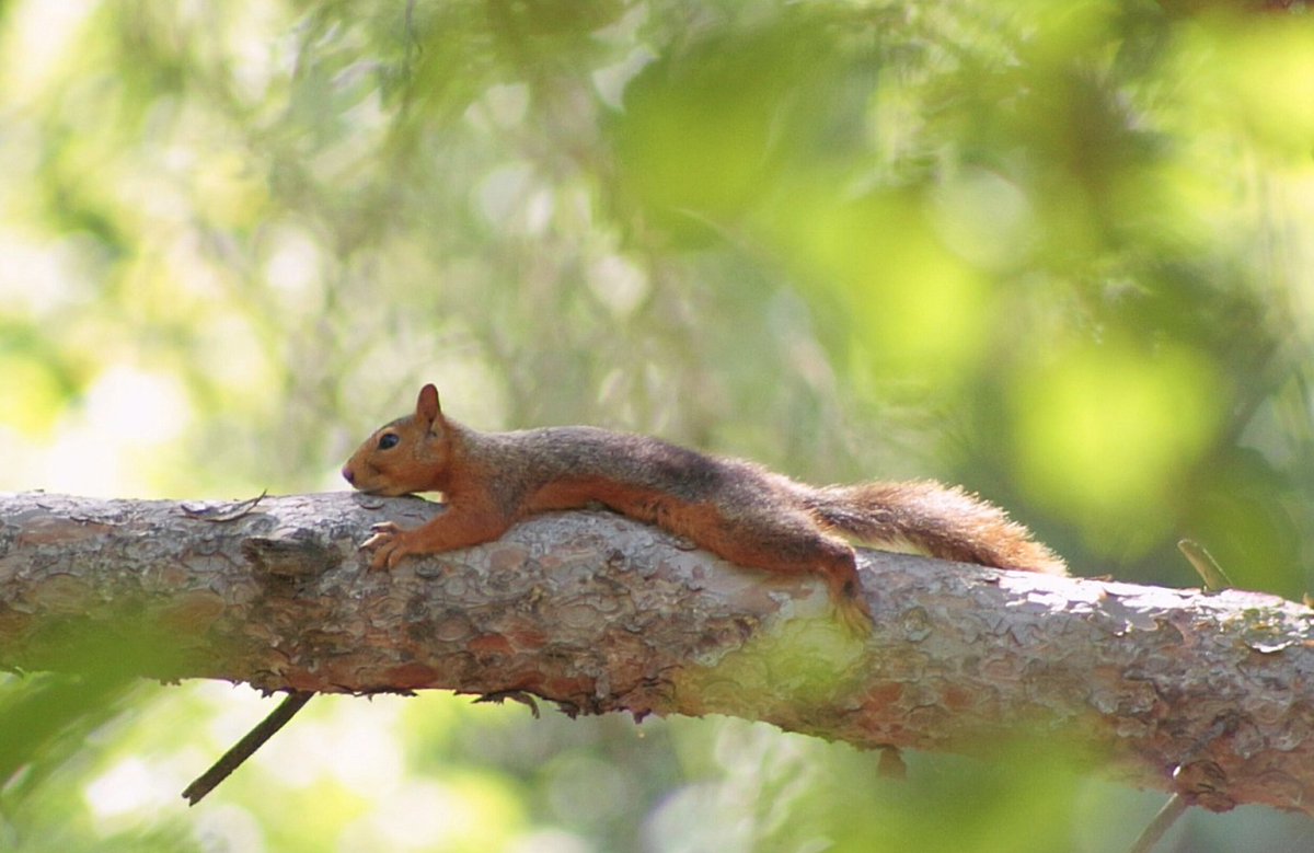 Word Of The Day: SPLOOT — the pose of an animal when it lies on its stomach with hind legs stretched out behind the body.