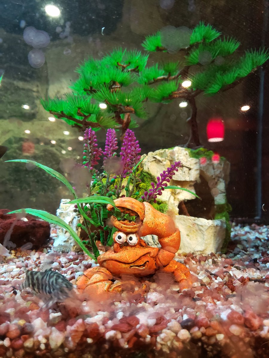 ThreeBeanDaily's tweet photo. I was out with one of my best friends last night and she was discussing preferring ornaments that are realistic, as opposed to more cartoonish ones, like this crab. I said, "crabs are expressionless", and she replied, "well, especially to us humans" and it killed me. 💍🦀🔔 https://t.co/ZzdUoqG82T