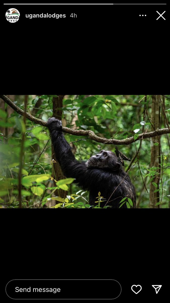 Over 420 gorillas habituate within Uganda in the thick forests. more than a half of worlds gorilla population living within. over 20,000 visitors visit these endangered gorilla species every year. Call on +256783622693 to show around #gorilla #mothernature