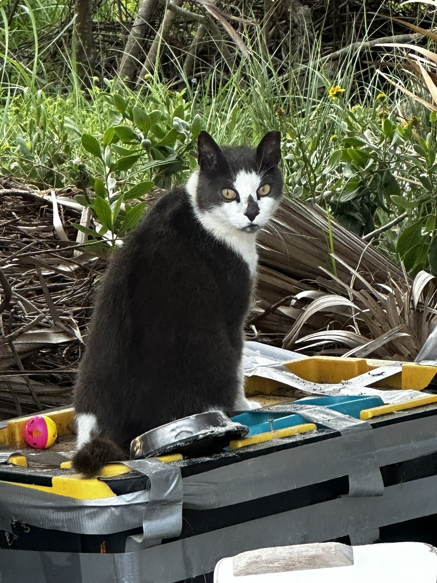 NS_Mayport's tweet photo. ๐โโฌ๐In honor of National Kitten Day, we had to show some love to the most famous feline of our Mayport community! #NationalKittenDay #MayportCat #NavyCat https://t.co/AZxUnpp0qi