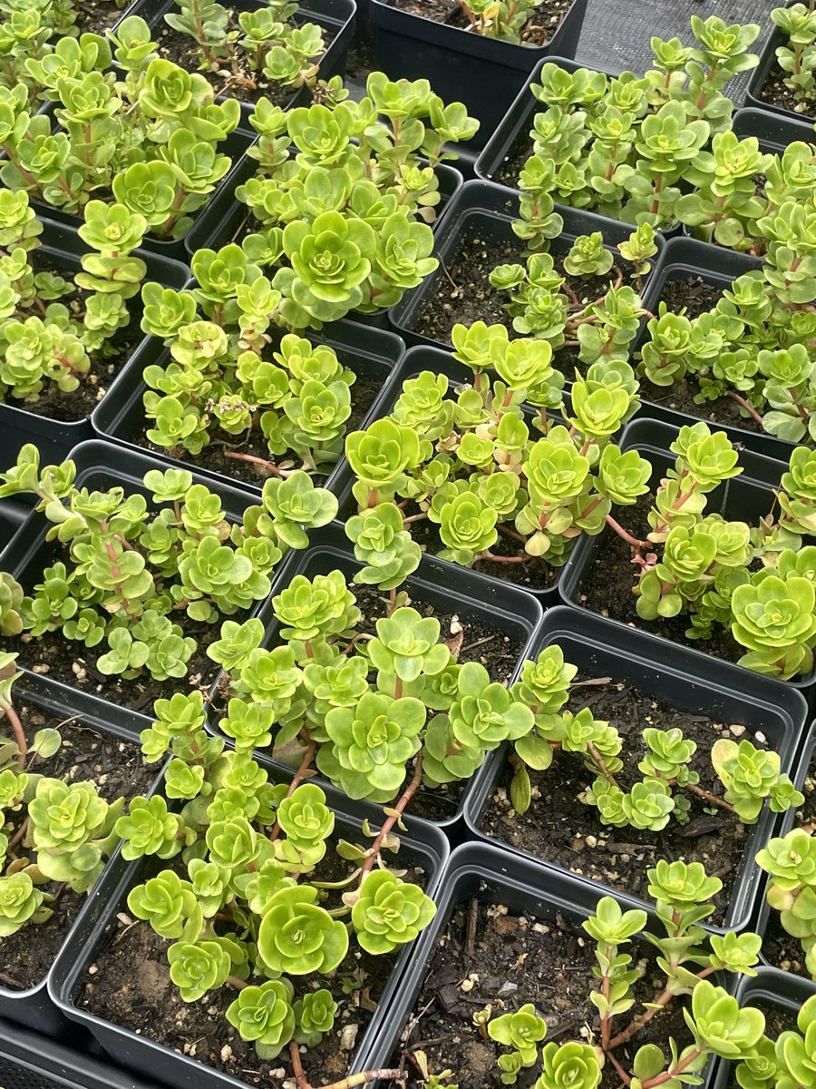 Look at these beauties from our Seeds of Change Nursery. 🌱😍

We have so many species currently blooming and ready to join your gardens! howardecoworks.org/store

#nativenursery #nativeplants #marylandnursery #jessupmd #seedsofchange #marylandgardeners #howardcounty #maryland
