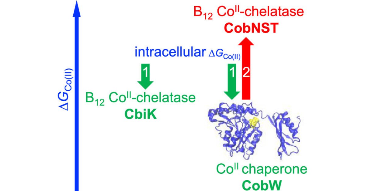 Two Distinct Thermodynamic Gradients for Cellular Metalation of Vitamin B12

<a href="/TRYbioscience/">Tessa Young</a>, Nigel J. Robinson et al. 

Read now #openaccess 👉 go.acs.org/5ti