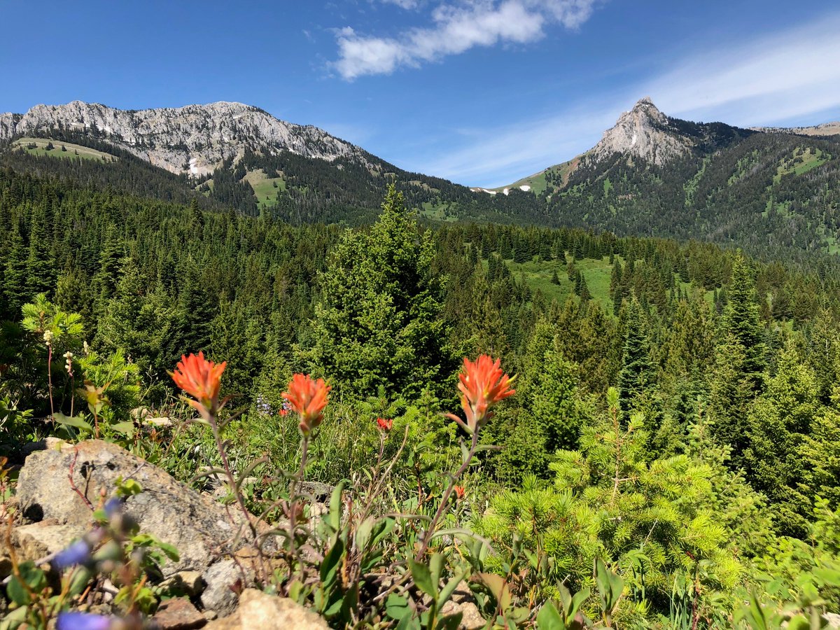 FS_Region1's tweet photo. Visitor spending on national forests and grasslands pumps $13.5 billion into the national economy each year and sustains nearly 223,000 jobs in gateway communities. #NatonalForestWeek #ForestMode
Photo: Custer Gallatin National Forest https://t.co/BEVWFNv08d