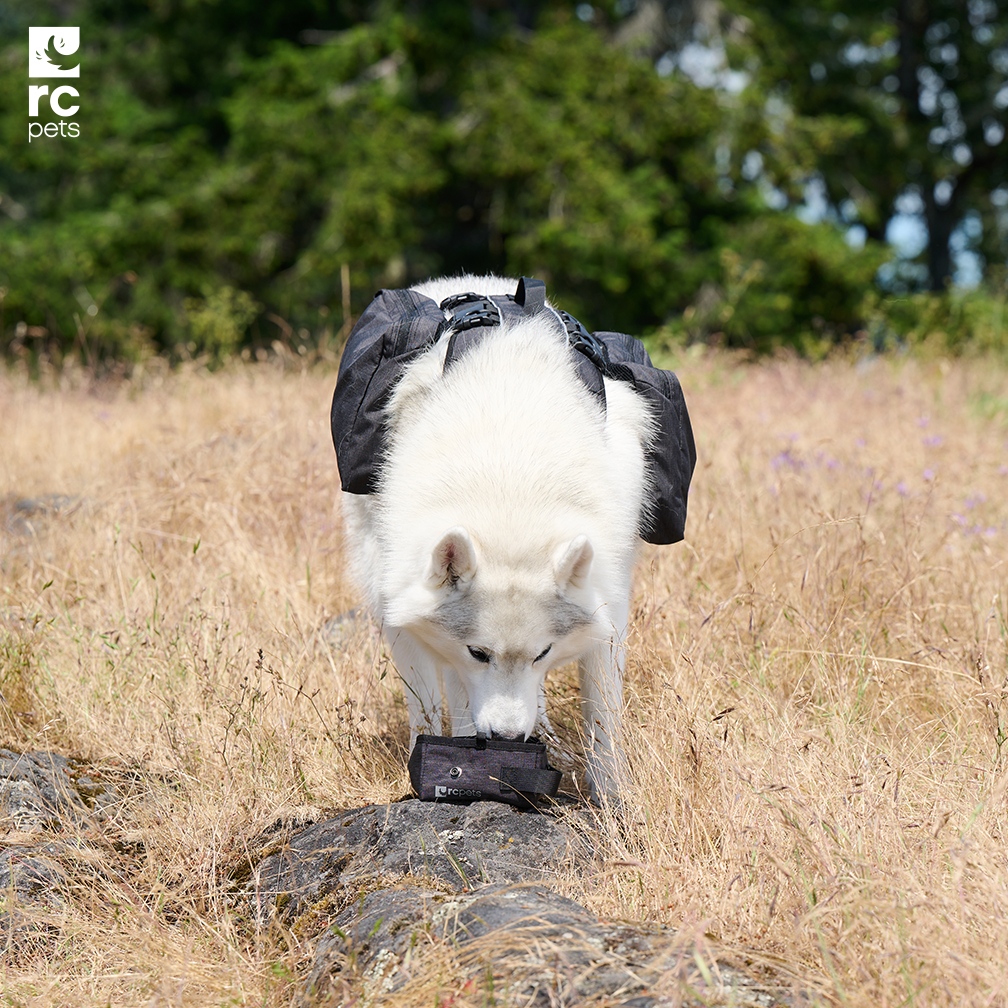 Heading out on an adventure but not sure of the next pit stop? ⁠
⁠
Pack the collapsible On The Go Bowl and have hydration only a water bottle or water fountain away!⁠
⁠
Shop now at: l8r.it/9dxO
⁠
#rcpets #welovepets #inspiredbypets #nationalhydrationmonth