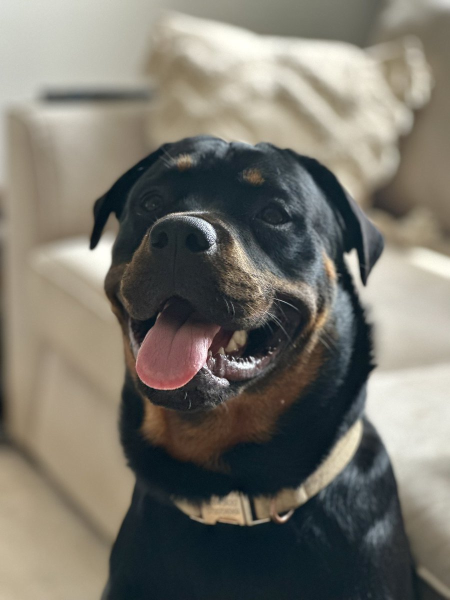 Dylan Oscroft tweet media