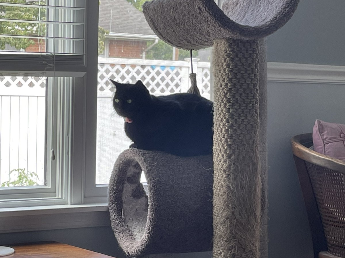 BJeany's tweet photo. On watch. #KittyLoafMonday. https://t.co/NnVJm1bL2C