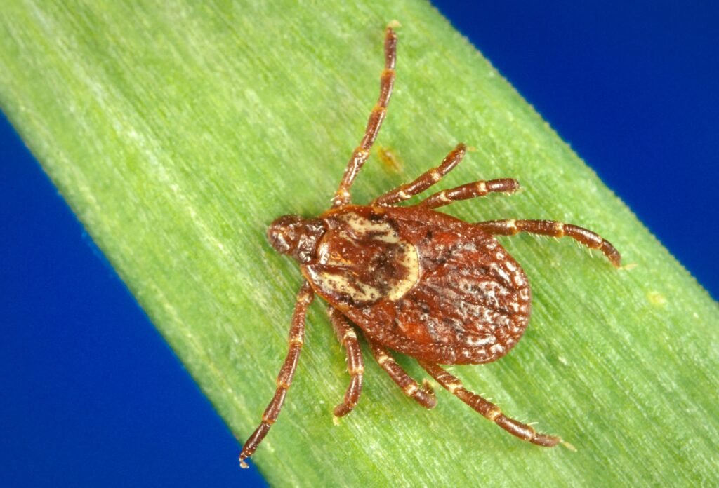 New #tick species are being introduced to #Alaska through dogs traveling from the south. More than 2,000 ticks collected over a decade in Alaska revealed a pattern of new tick species joining the handful of tick species endemic to the state. #Ticks #TickSurveillance