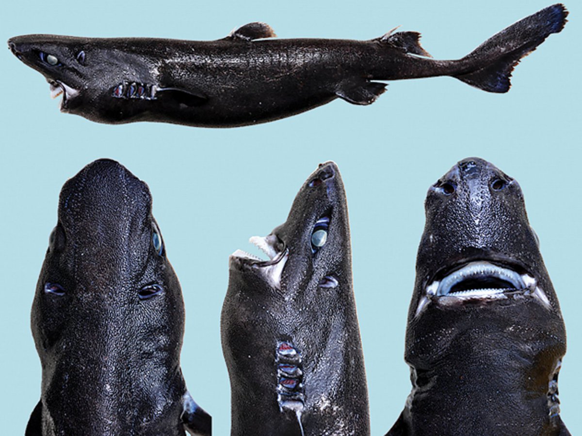 Angelwings_200's tweet photo. @bombsfall Looks a lot like the awesomely named ninja lanternshark! https://t.co/FXC5bguzOS