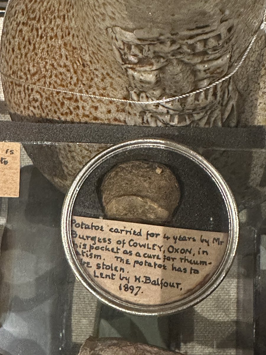 TinctureOfMuse's tweet photo. Every time I visit @Pitt_Rivers I get a new favourite object - I present you with this potato a cure for rheumatism - got to be stolen mind you … carried in a pocket for 4 years! #SympatheticMagic https://t.co/HSByEcvBdW