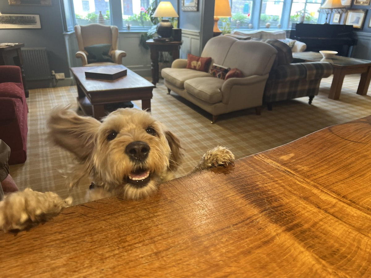 Dogs and Dartmoor go together like peaches &amp; cream and that’s why here at The White Hart Hotel we welcome dogs and their human beans with open arms. We even offer a special Doggie Menu. Here is Lunar a “Golden Poo” making us all smile 😊