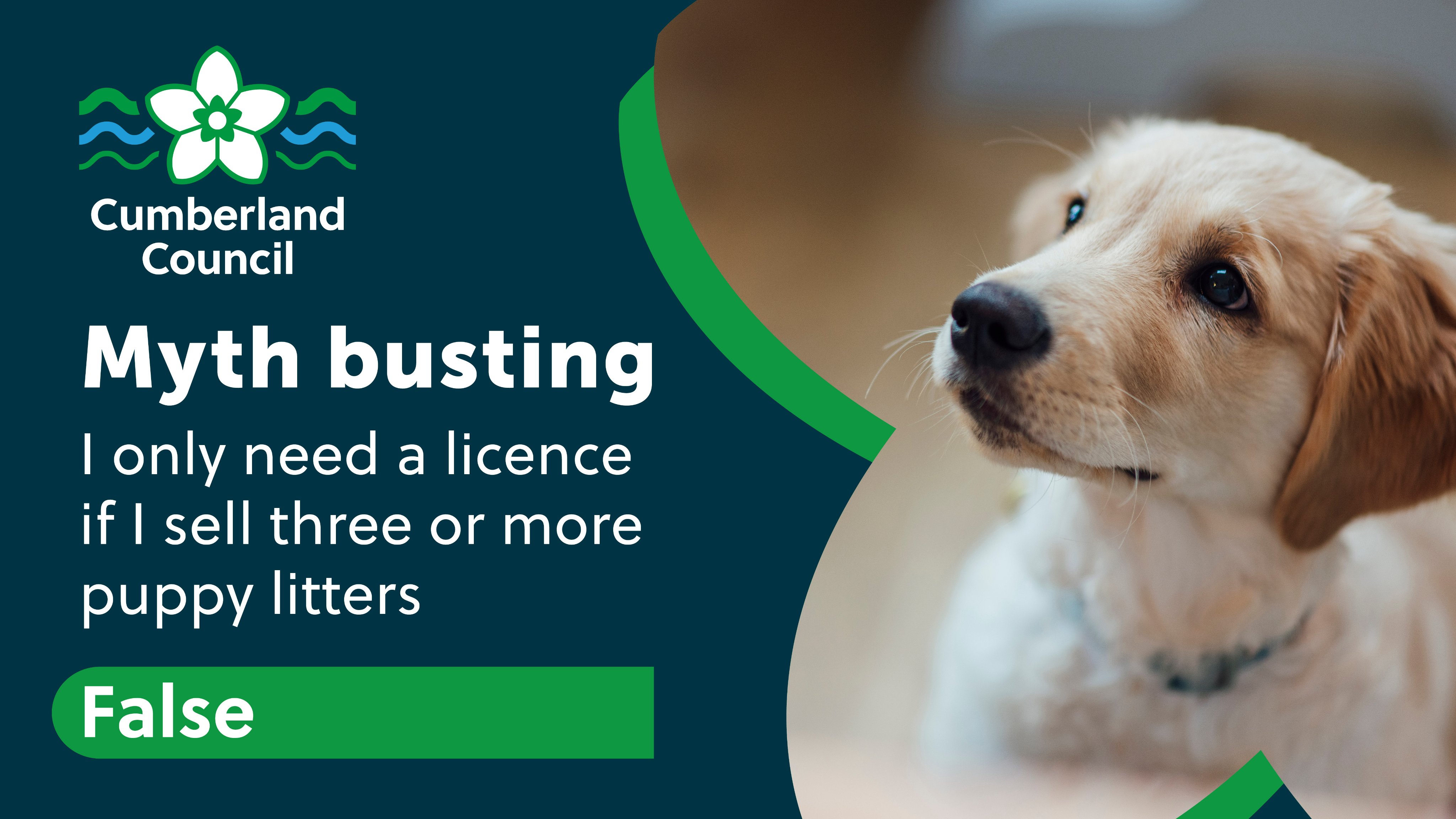 How Much Was A Dog Licence Uk