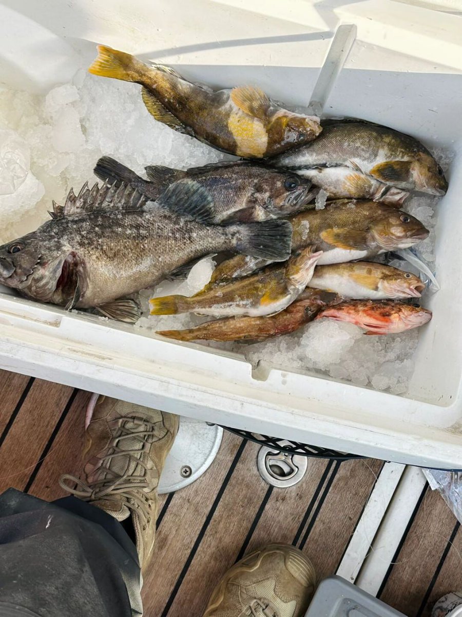 rubycalime84's tweet image. Yesterday's day off was fun, went fishing with friends and then grilled them and enjoyed the great taste.