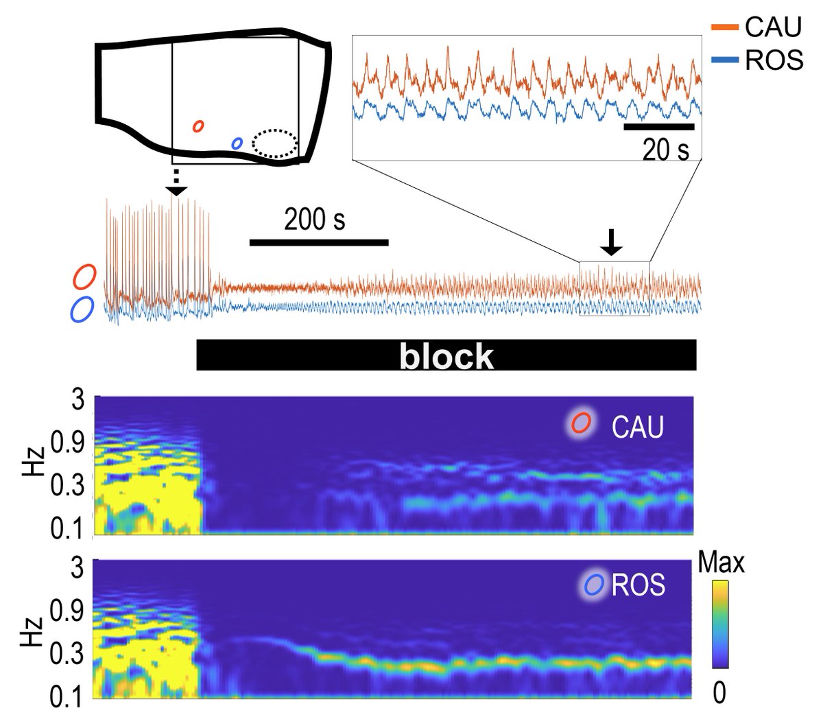 PCACLab's tweet image. Happy to announce the release of a collaborative article on breathing between the PCAC team and the University of Louisville, KTY, USA.
bmcbiol.biomedcentral.com/articles/10.11…